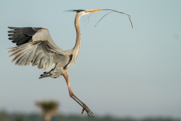 GBH flying into nest with sticks