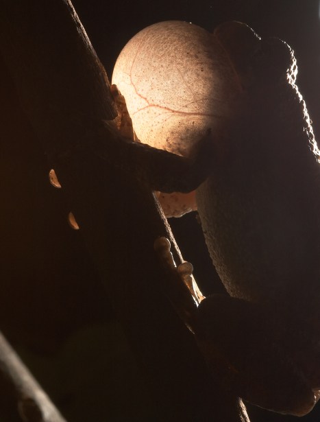 Gray Treefrog vocal sac backlit