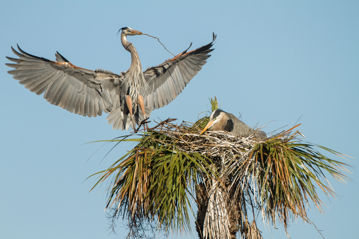 Great Blue Heron arriving at nest with sticks 1