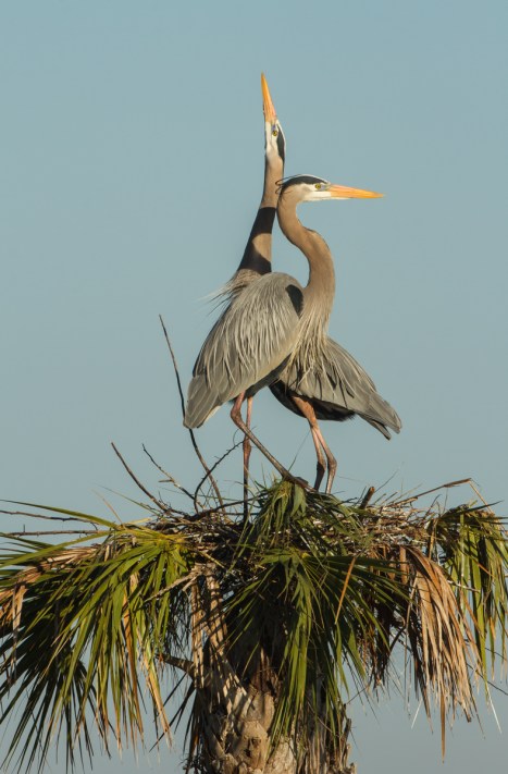 Great Blue Heron pair at nest