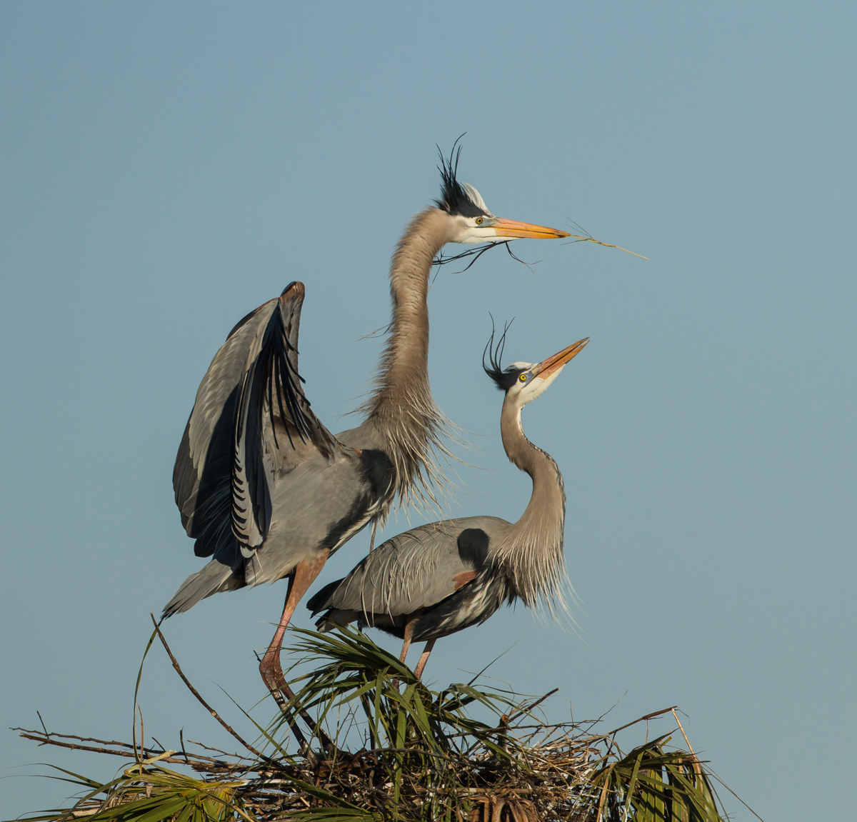 Great Blue Heron pair with stick at nest 1
