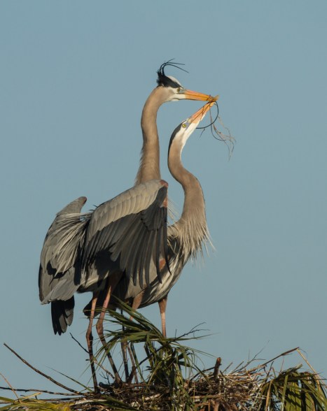 Great Blue Heron pair with stick at nest
