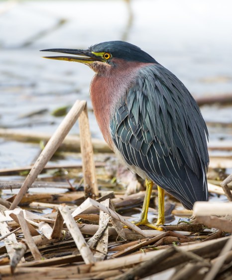 Green Heron on dried reeds