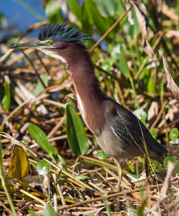 Green Heron raised crest 1
