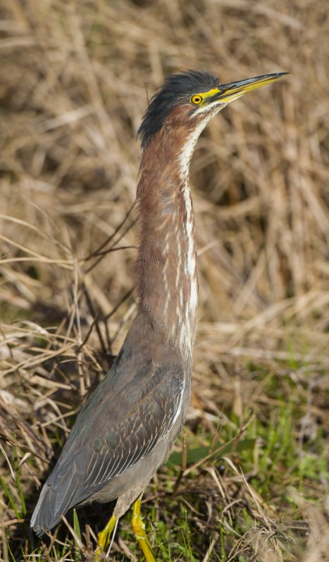 Green Heron with neck stretched