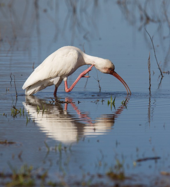 Ibis scratching