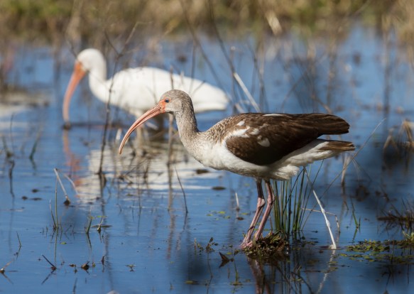 Immature and adult White Ibis
