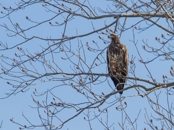 Immature Bald Eagle