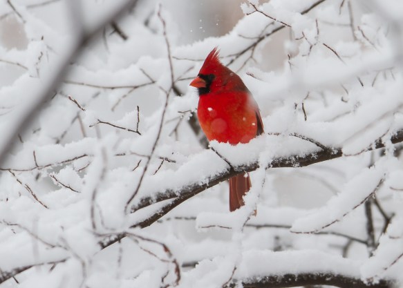 Male Cardinal in snow 4