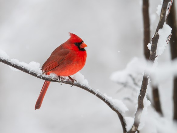 Male Cardinal in snow 6