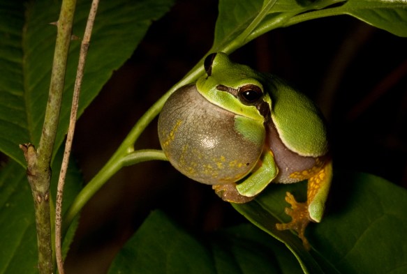 Pine Barrens Treefrog