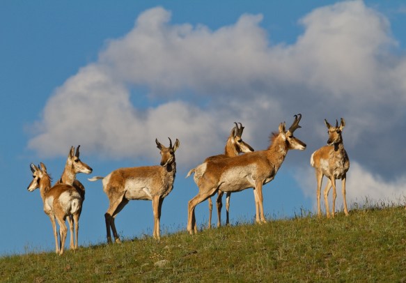 Pronghorn bucks on ridge