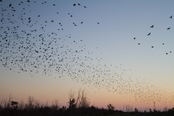 Red-winged Blackbirds at dawn at platform