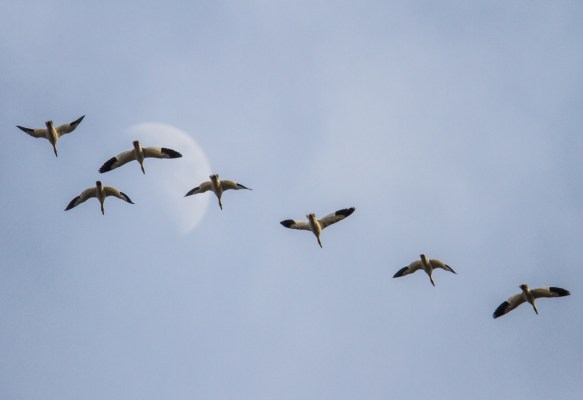 Snow Geese and Moon
