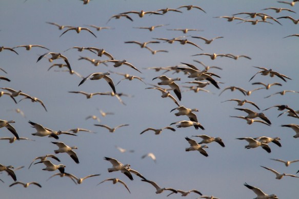 Snow Geese arriving