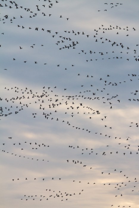 Snow Geese flying against western sky at sunset