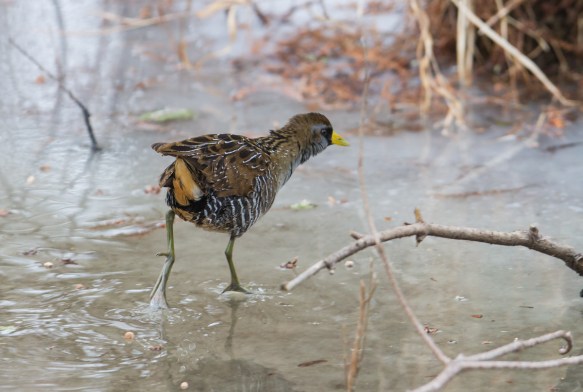 Sora Rail on ice 1
