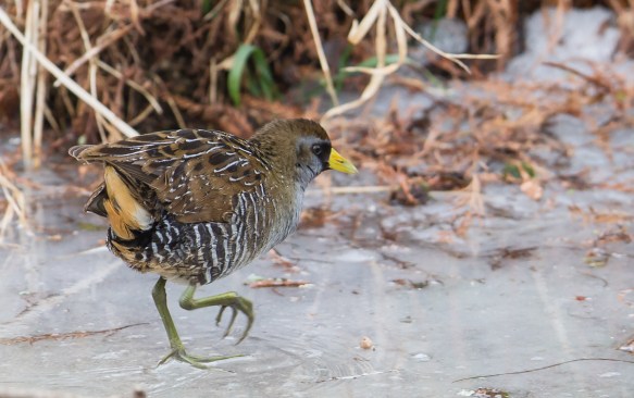 Sora Rail on ice 2