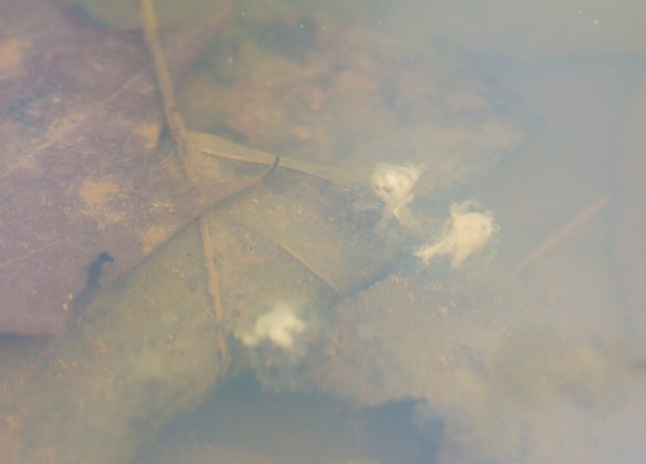 Spermatophores in pool