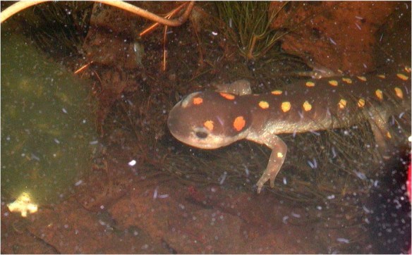 spotted salamander