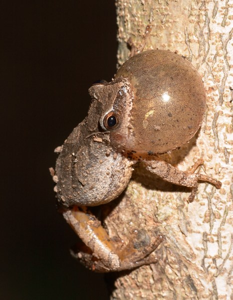 Spring Peeper calling