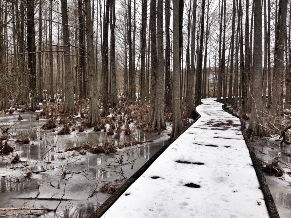 Swamp boardwalk