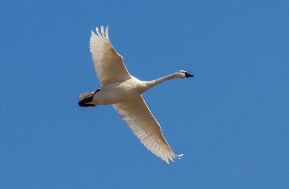 Tundra Swan in flight