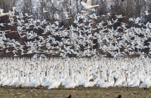 Tundra Swans taking off from field 1