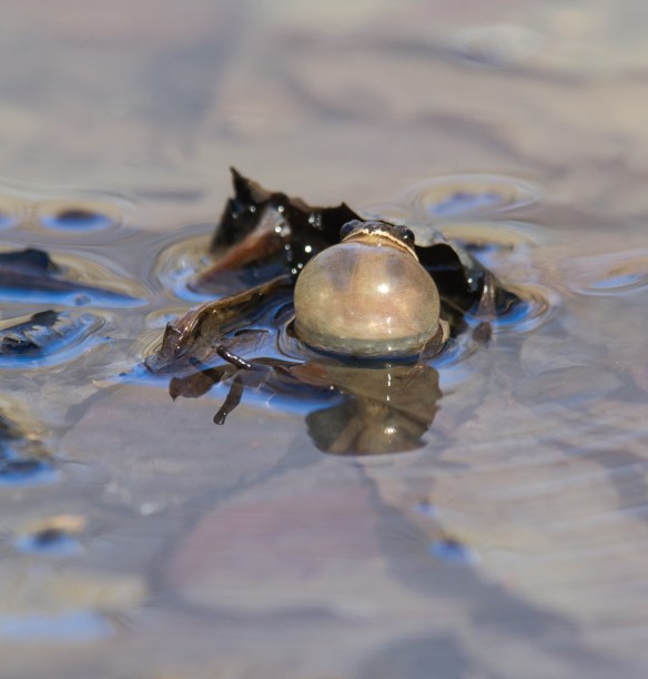 Upland Chorus Frog calling 2