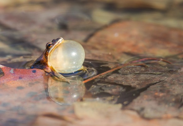 Upland Chorus Frog calling side view 2