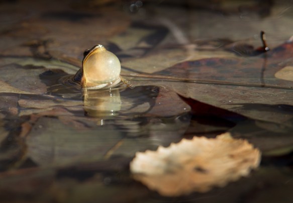 Upland Chorus Frog calling with foreground leaf