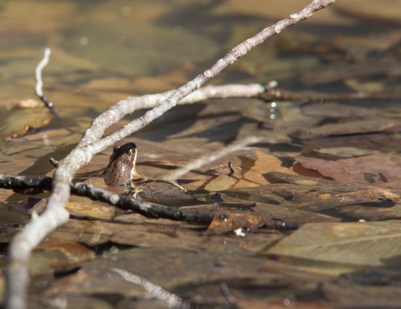 Upland Chorus Frog checking the scene