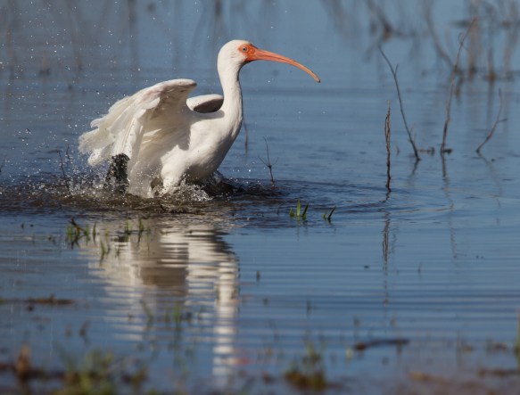 White Ibis bathing 1