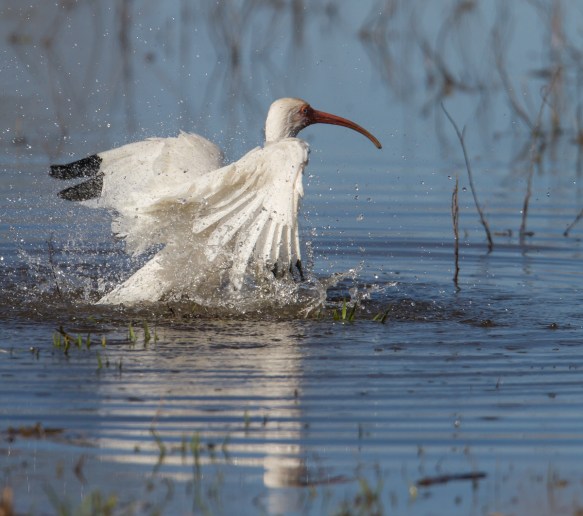 White Ibis bathing