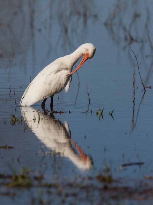 White Ibis preening
