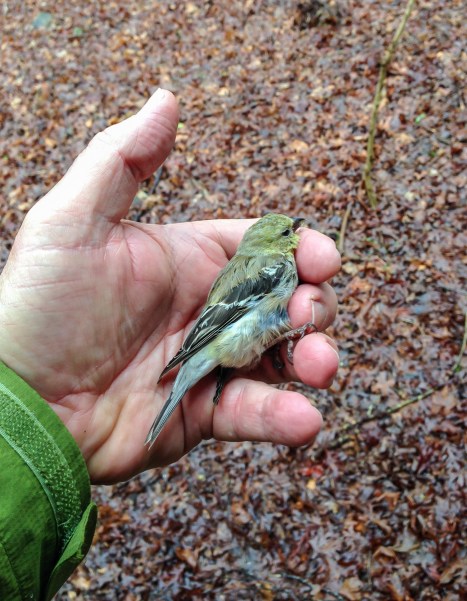 Bird stunned after hitting window pane