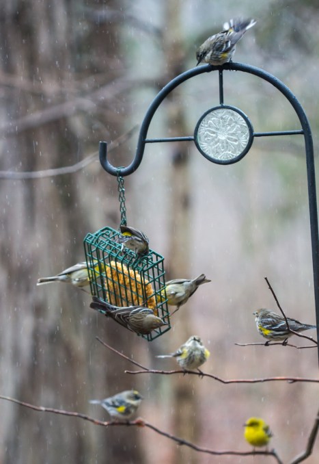 Birds at suet
