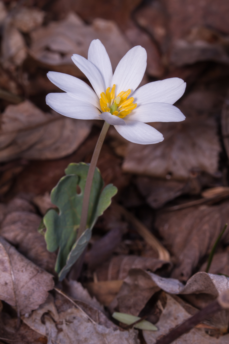 bloodroot