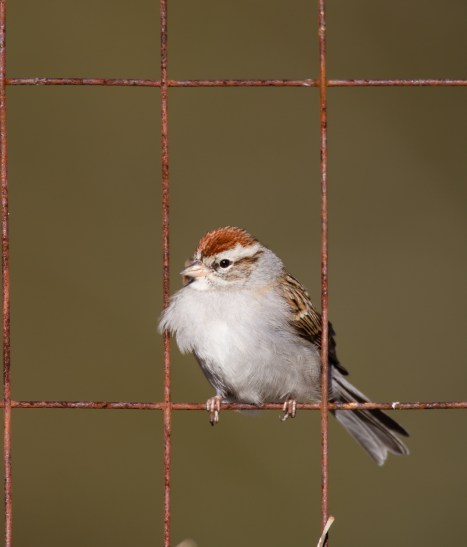 Chipping Sparrow