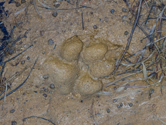 Coyote track