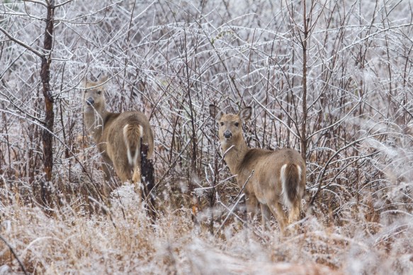 Deer in power line
