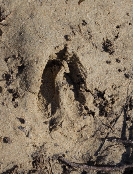 Deer track