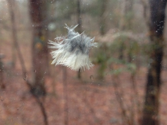 feathers on window pane