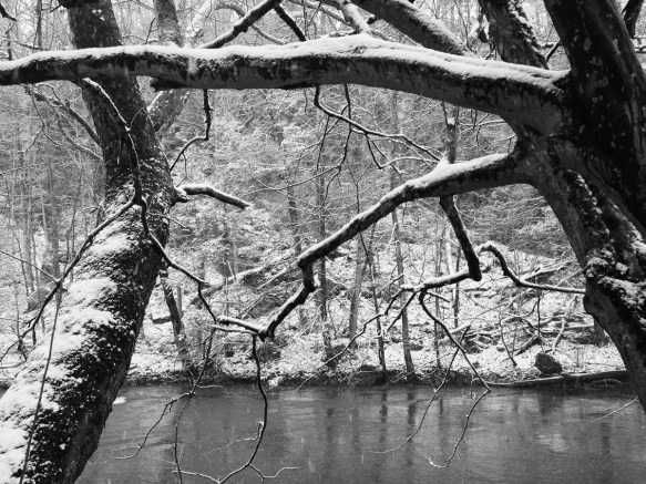 Geometric shapes in the trees above the river
