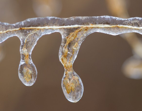 Grass seeds in ice