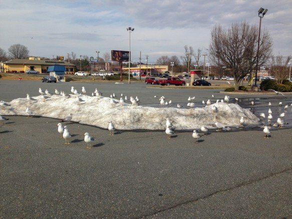 gulls in parking lot on snow