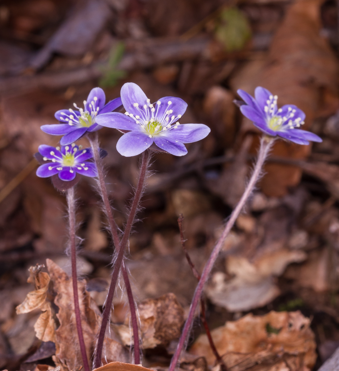 hepatica blooms