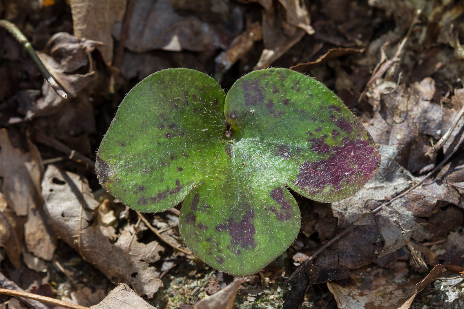 Hepatica leaf