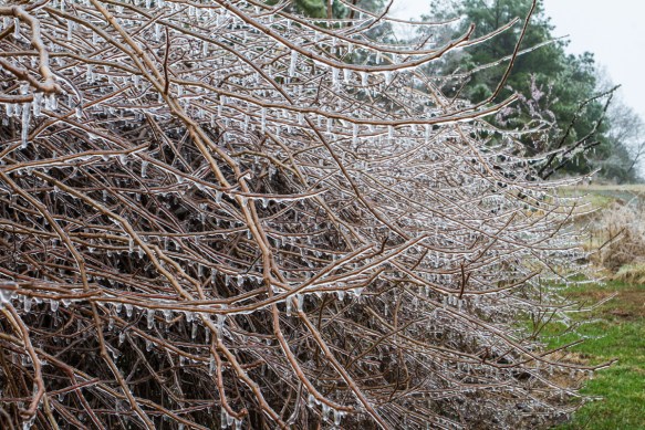Ice covering grape vine