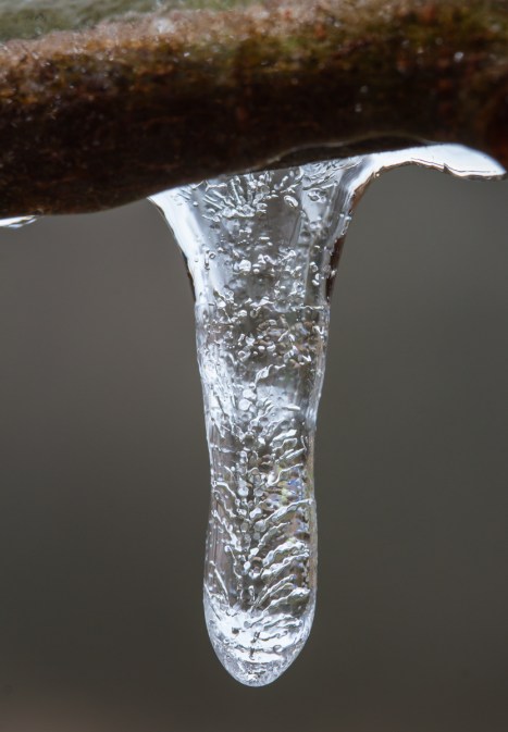 Icicle hanging from a branch
